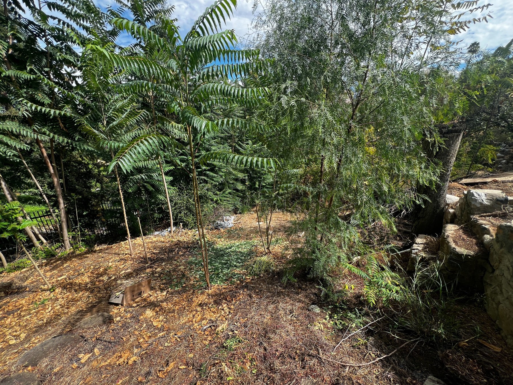 Overgrown yard before landscape work, view one
